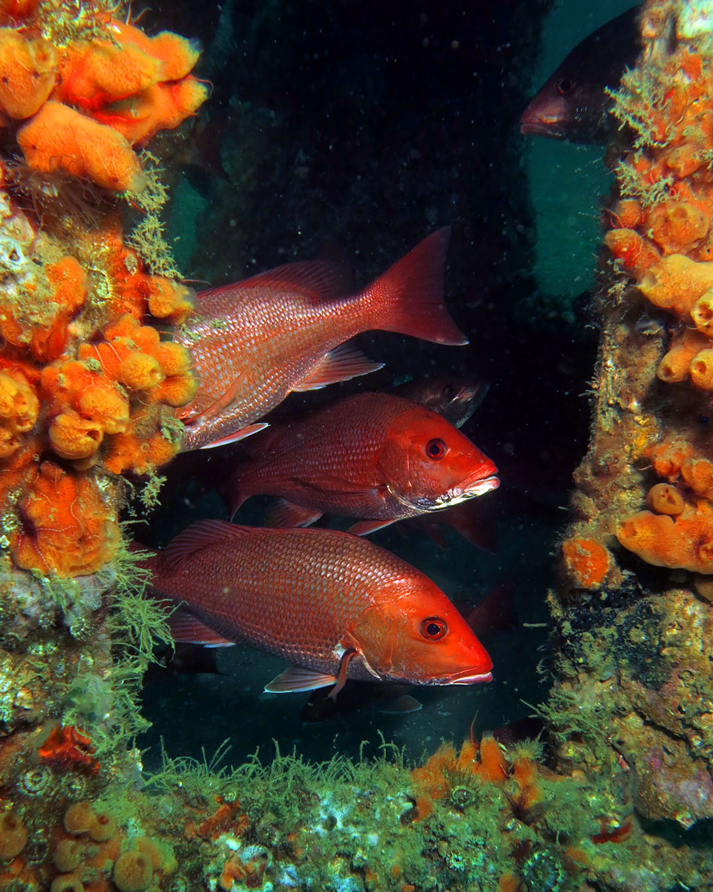 The Mexico Beach super reef is home to many species that make it a vibrant fishery such as red snapper.