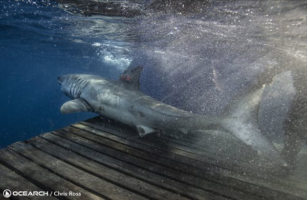 OCEARCH_ExpeditionNorthbound2023_ChrisRoss_Umi_J8A0160_WM.jpg