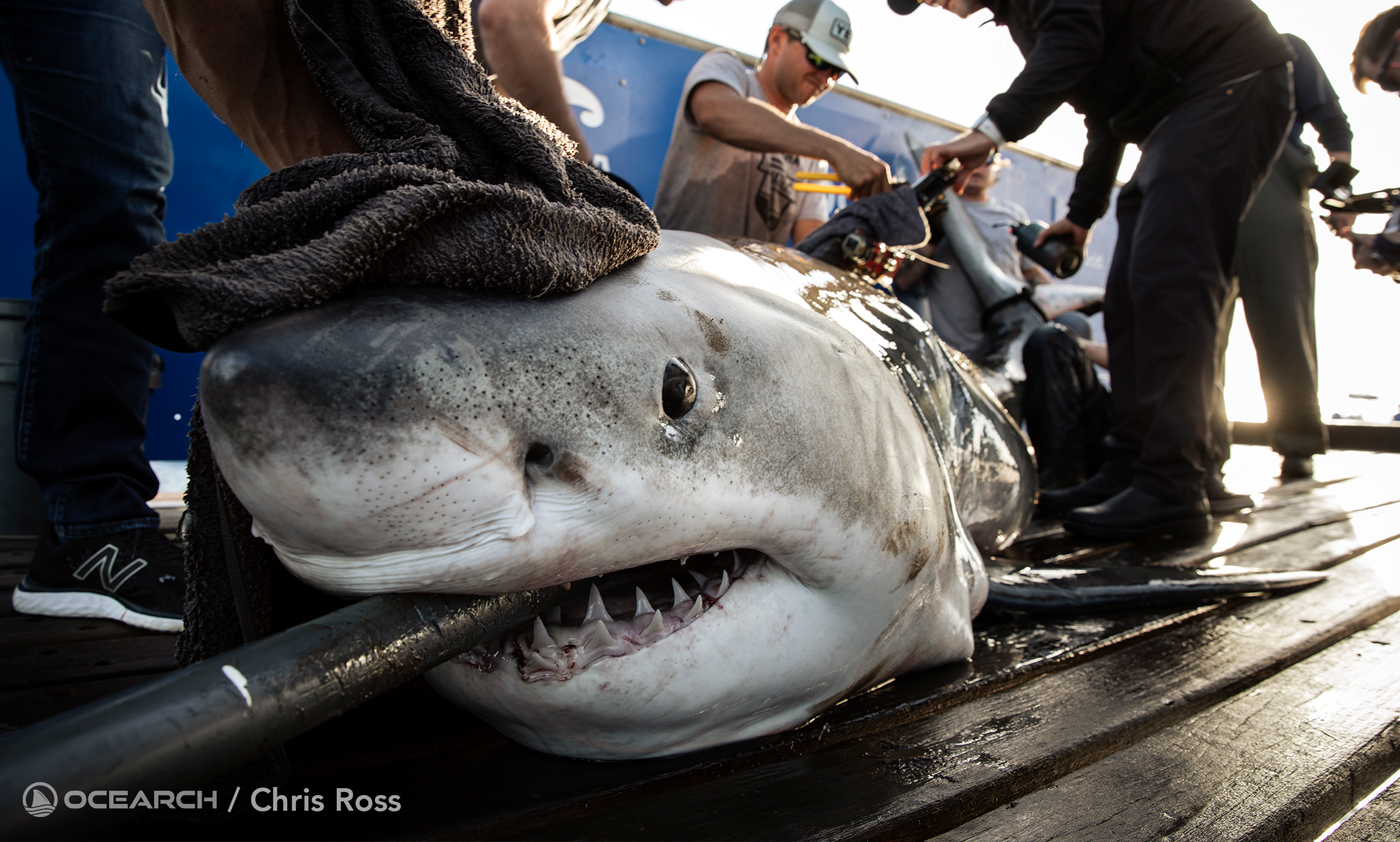 For OCEARCH, tagging and testing Great White sharks is like a pit stop in a race. The team has to work quickly and efficiently.