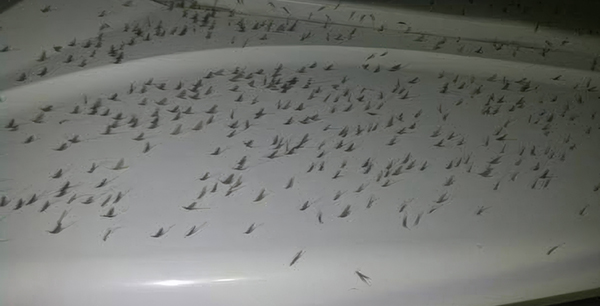 You may not even see a spider, but their presence shows up as tiny, black, tar-like drops that stick tenaciously to vinyl boat seats and fiberglass and resist normal cleaning methods.