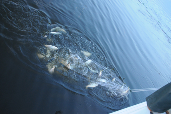 Late Season Striper Tactics - Yamaha Outboards