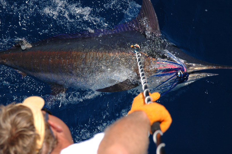 Billfish Tagging Kits – The Billfish Foundation