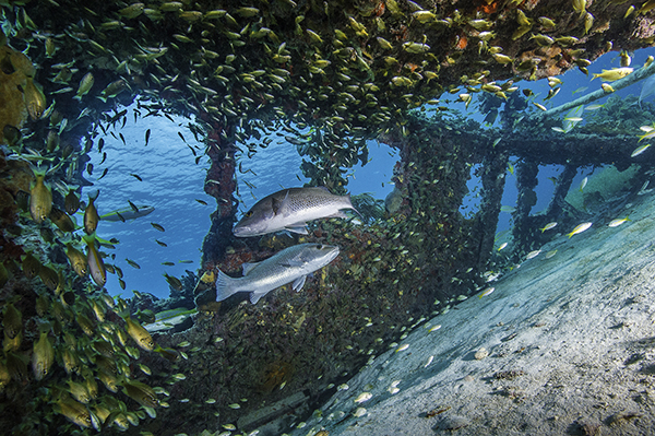 Yamaha-Boaters-LogVol12No11DryTortugasimage5.jpg