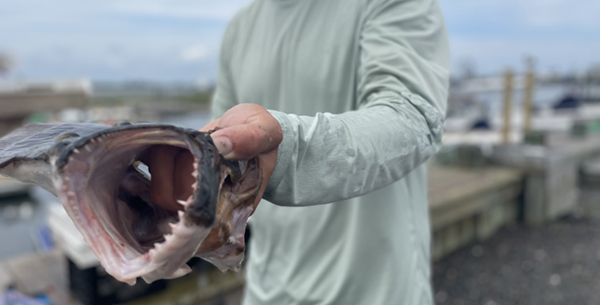 Yamaha-Fishin-SaltVol18No4SummerFlounderimage3.jpg Capt. Cudnik has been fishing for fluke since he was a small child.