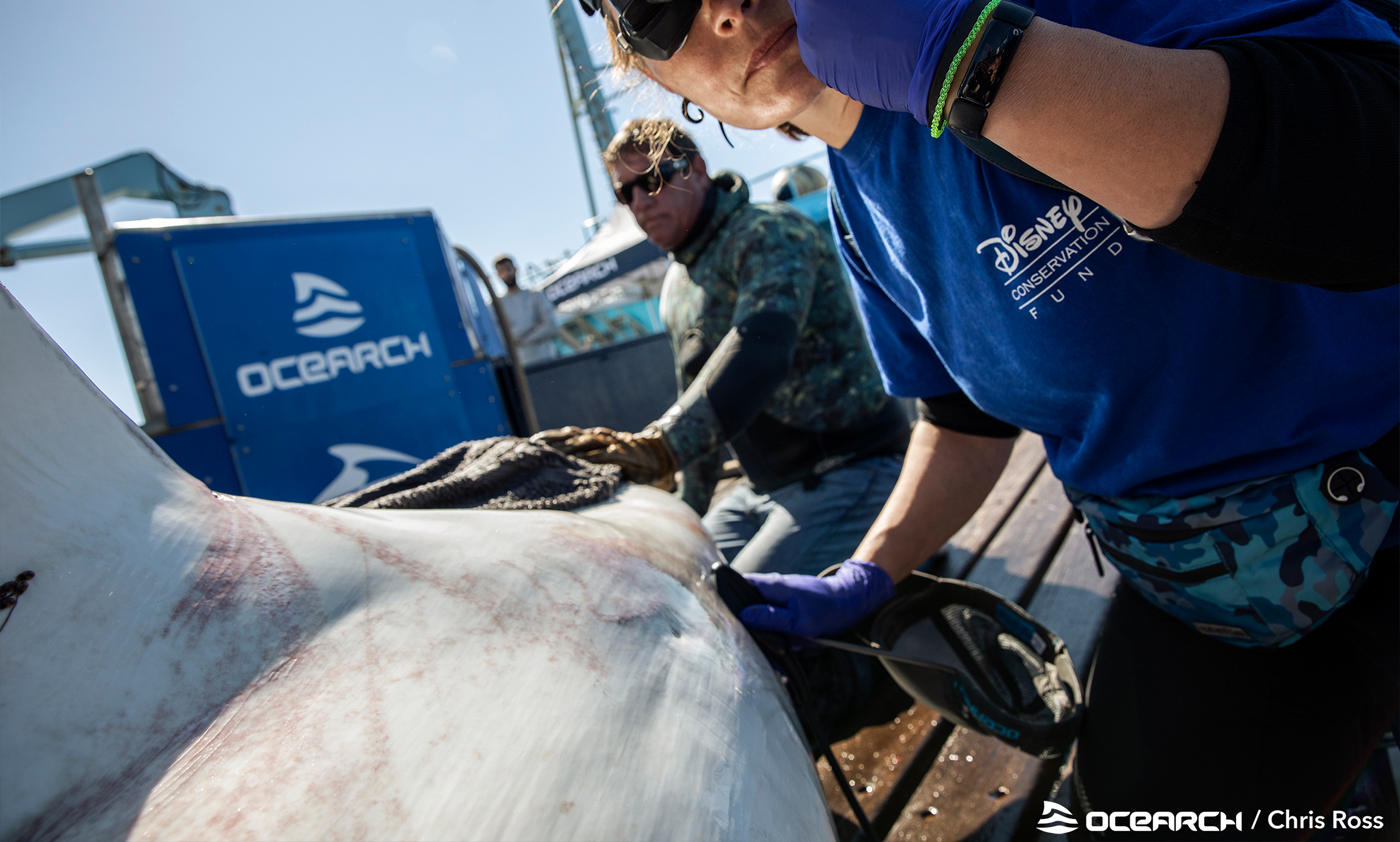Yamaha-Boaters-LogVol13No5OCEARCHimage5-(1).jpg During the last 10 years, OCEARCH has been testing and tracking is to establish a baseline so that when they do the same test 20 years from now, they will have a basis for comparison to detect any major shifts in Great White physiology or movement.