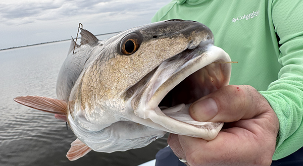Yamaha-FishinVol19No2FishingColdWeatherimage3.jpg For many Gulf and south Atlantic anglers, fall is the best time of year. Redfish school up and feed aggressively in the back bays around marsh edges, flats, and oyster bars, offering some of the year’s best sight-fishing.