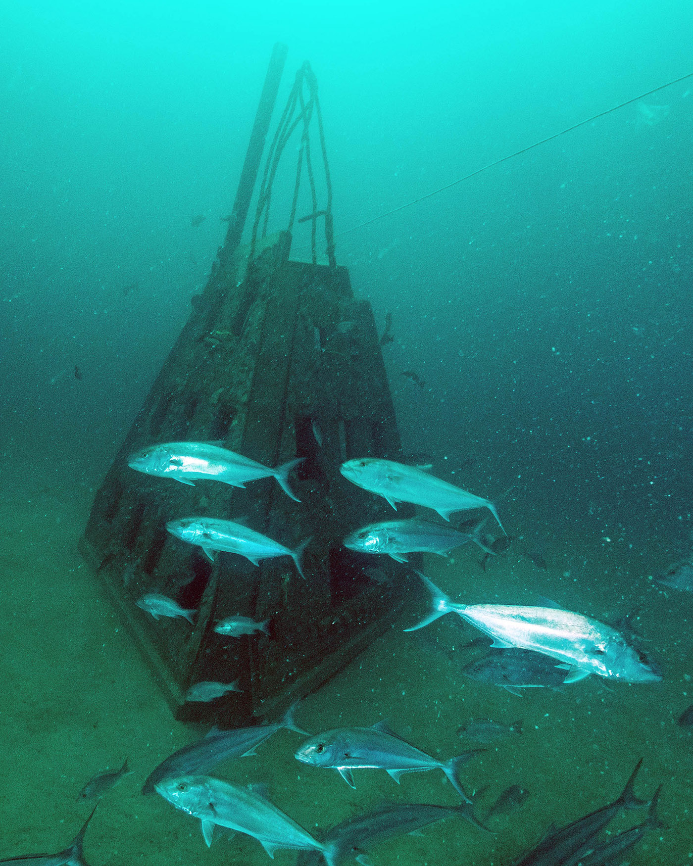 Amberjack also make their home in the Mexico Beach super reef.