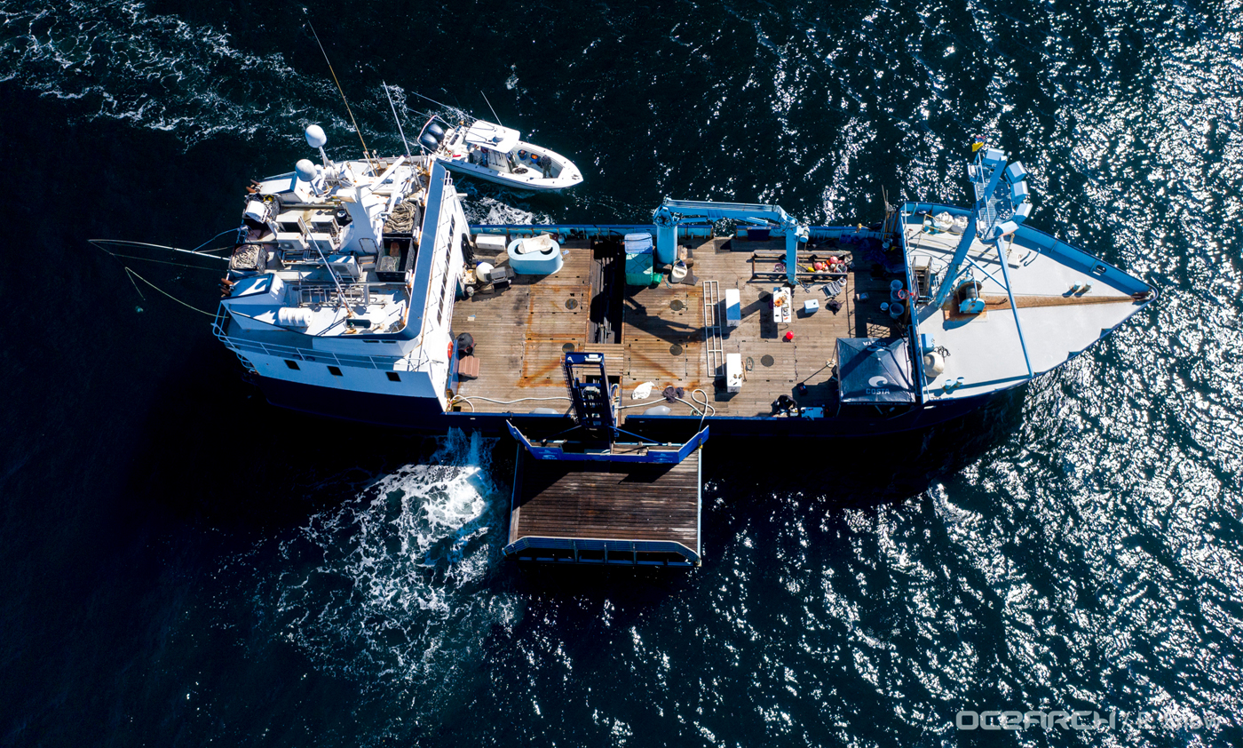 OCEARCH hopes to stabilize the ocean's ecosystem by providing more information about Great White sharks through extensive research.