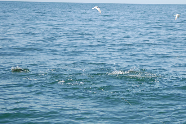 Yamaha-Fishin-SaltVol17No4TinyTunaimage2.jpg Atlantic bonito are a common visitor during the late summer and early fall. These tough little fish are typically found in schools hunting small baitfish that are pouring out of tidal ponds, creeks, rivers and estuaries.