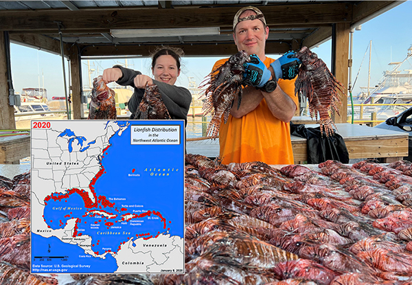 An invasive lionfish has been shot with a Hawaiian sling spear. Scuba  divers are encouraged to