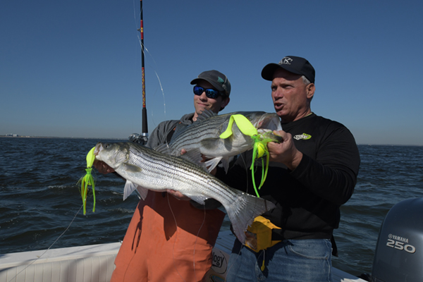 Catching a GIANT Chesapeake Bay striper with live bait and planer