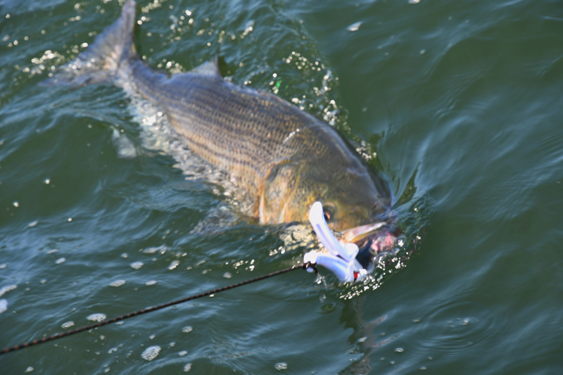 Helping The Striped Bass Fishery Through Satellite Tagging