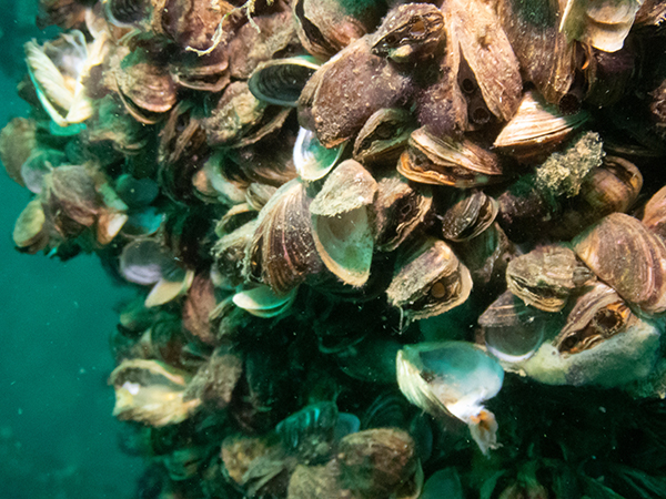 Zebra-Mussels.jpg