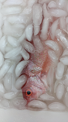 Submerge-the-fish-in-a-saltwater-ice-mix.jpg