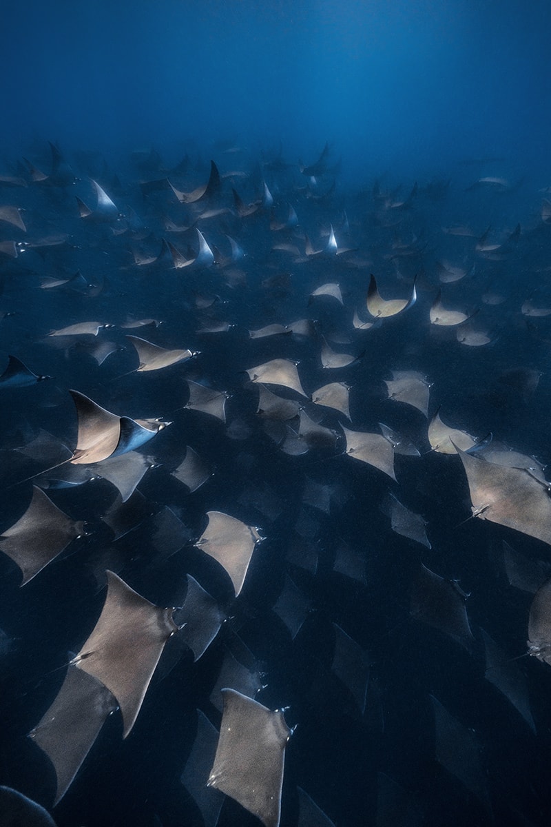 Manta ray swimming