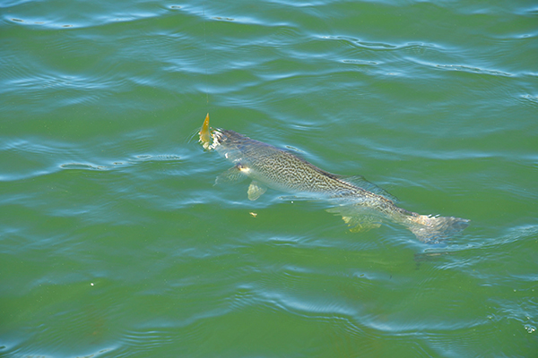 Weakfish Comeback - Yamaha Outboards