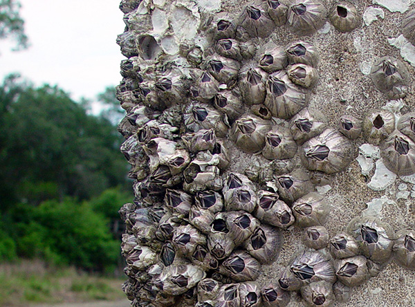 barnacles-2-1502254.jpg