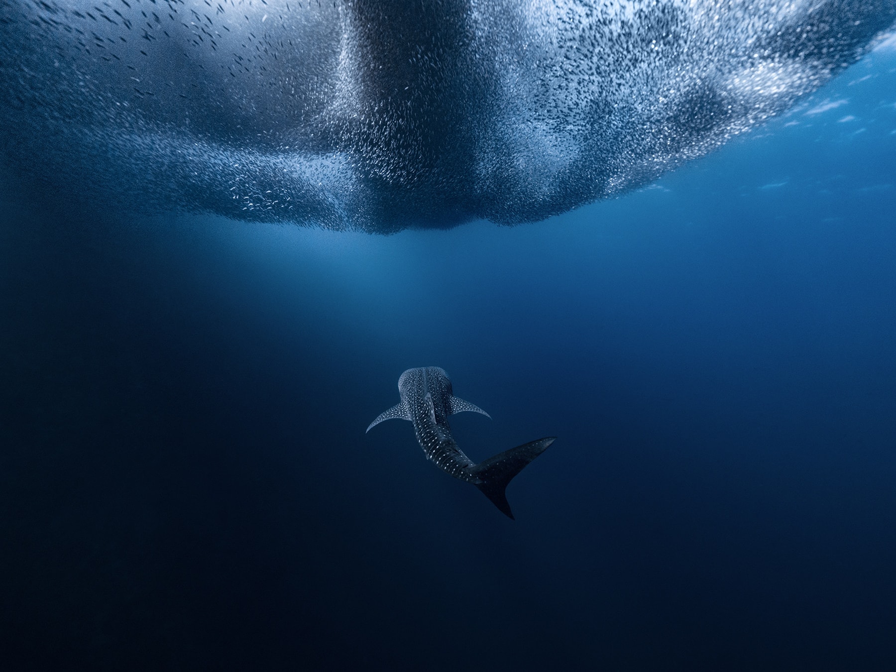 Shark swimming underneath school of fish