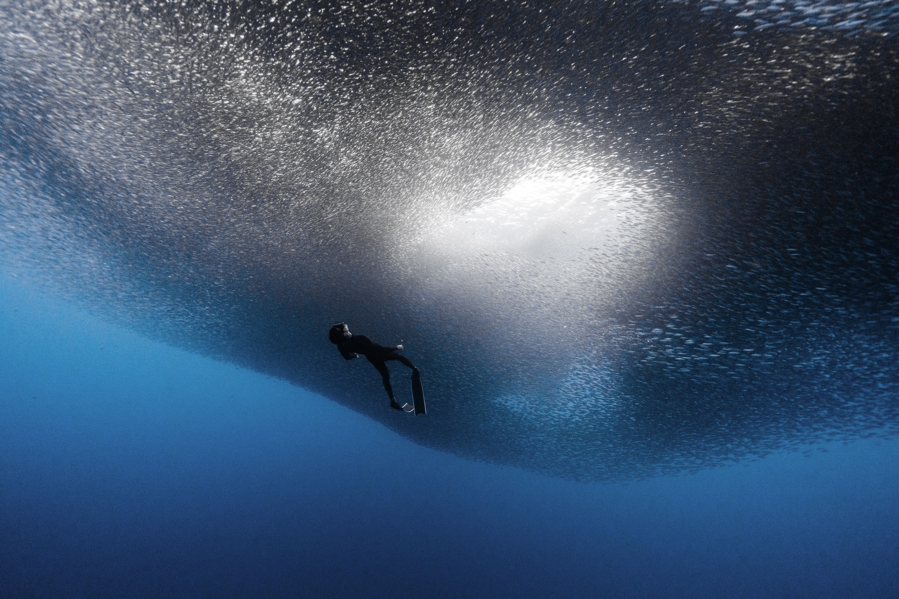 Woman swimming under school of fish