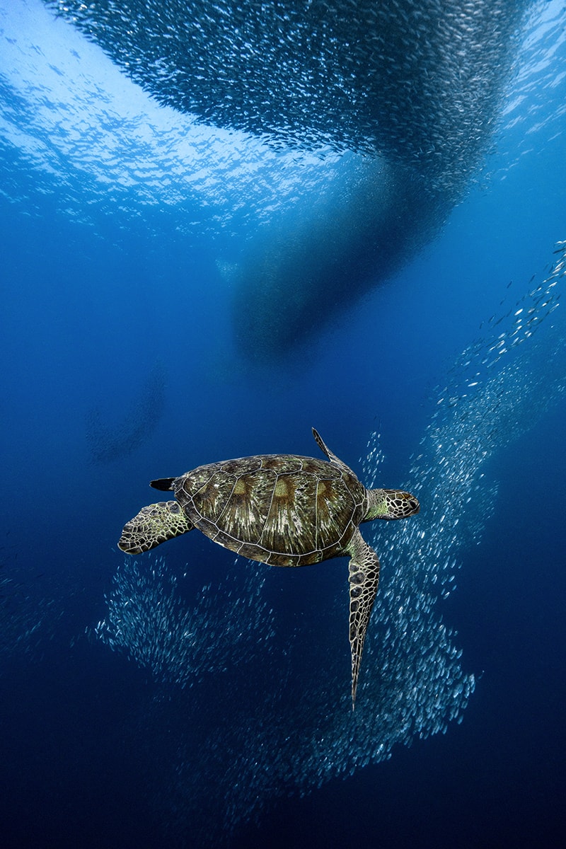 Sea turtle swimming