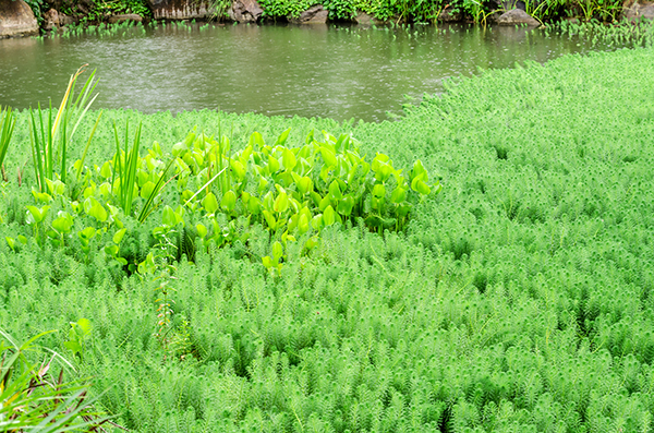 Hydrilla.jpg